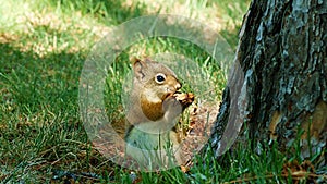 Cute young gray squirrel or grey squirrel - sciurus carolinensis eastern - eating a nut and scampering up a pine tree