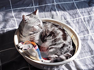 Cute young handsome AMERICAN SHORT HAIR breed kitty grey and black stripes home cat portraits relaxing in a bedroom