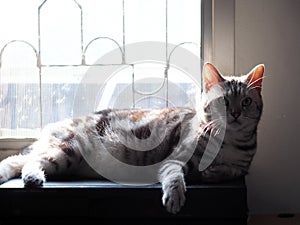 Cute young handsome AMERICAN SHORT HAIR breed kitty grey and black stripes home cat portraits relaxing in a white basket