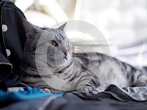 Cute young handsome AMERICAN SHORT HAIR breed kitty grey and black stripes home cat portraits relaxing in a white basket