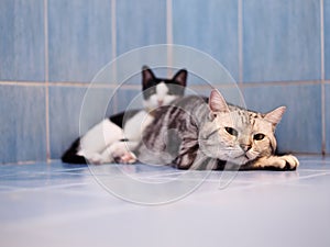 Cute young handsome SHORT HAIR breed kitty white grey and black stripes home cat portraits