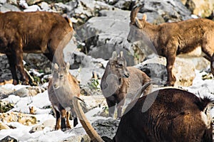 Cute young ibex children with parents