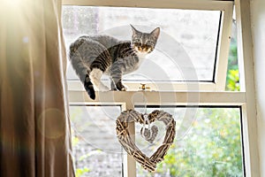 Cute young inquisitive cat with beautiful big eyes balancing and standing in open window with love heart from inside sunny day