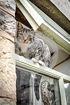 Cute young inquisitive cat with beautiful big eyes balancing and standing in open window with love heart outside sunny day