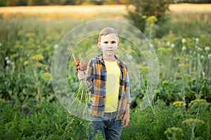 Cute young kid boy child picking fresh organic carrots in a garden or farm, harvesting vegetables. Agriculture, local business and