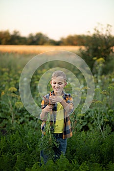 Cute young kid boy child picking fresh organic carrots in a garden or farm, harvesting vegetables. Agriculture, local business and