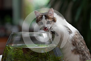 Cute young kitten and a fish bowl