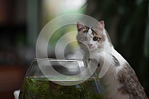 Cute young kitten and a fish bowl