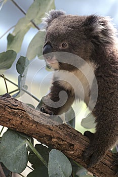 A cute young koala crawling on the tree trunk