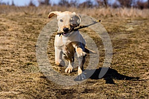 Cute young labrador retriever dog running with stick at the meadow on early spring