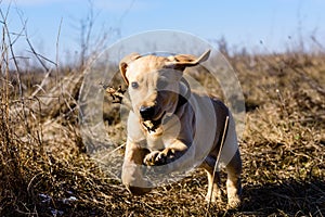 Cute young labrador retriever dog running with stick at the meadow on early spring