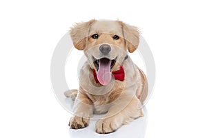 Cute young labrador retriever dog wearing bowtie and sticking out tongue