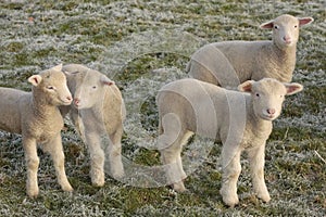 Cute Young lambs