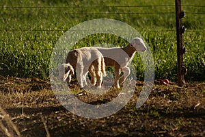 Cute young lambs with their mother feeding on green grass fields