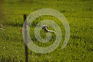 Cute young lambs with their mother feeding on green grass fields