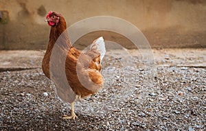 Cute young laying hen in a yard