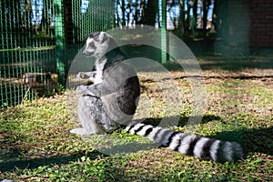 Cute young lemur resting on the grass sitting in a cage at the zoo