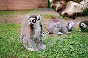 Cute young lemur (ring-tailed lemur, ring-tailed lemur, Lemur catta) resting on the grass sitting in a cage at the zoo