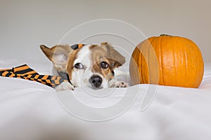 cute young little dog posing on bed wearing an orange and black scarf and lying next to a pumpkin. Halloween concept. white