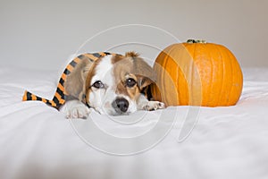 cute young little dog posing on bed wearing an orange and black scarf and lying next to a pumpkin. Halloween concept. white