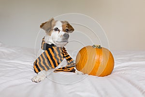 cute young little dog posing on bed wearing an orange and black scarf and lying next to a pumpkin. Halloween concept. white