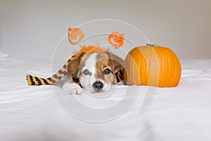 cute young little dog posing on bed wearing an orange and black scarf and lying next to a pumpkin. Halloween concept. white