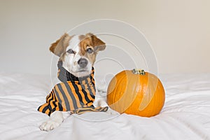 cute young little dog posing on bed wearing an orange and black scarf and lying next to a pumpkin. Halloween concept. white