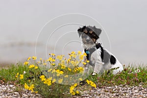 Cute Young little Jack Russell Terrier dog sits in the midst of yellow flowers outside in front of foggy background