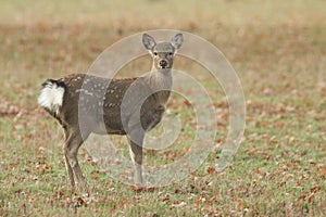 A cute young Manchurian Sika Deer or Dybowski`s Sika Deer Cervus nippon mantchuricus or Cervus nippon dybowskii standing in a me