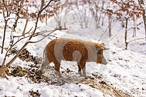 Cute young mangalitsa