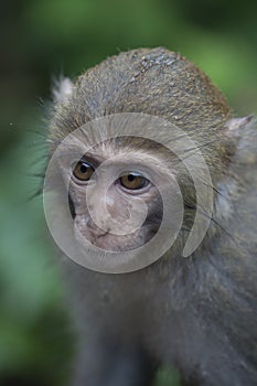Cute young monkey