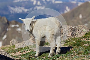 Cute Young Mountain Goat