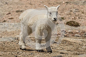 Cute Young Mountain Goat Kid