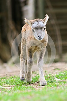 Cute young newborn cub of moufflon in spring nature with beautiful green in background, Slovakia