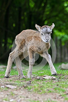 Cute young newborn cub of moufflon in spring nature with beautiful green in background, Slovakia