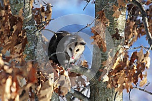 Cute Young Nocturnal Marsupial Opossum Climbing Oak Tree