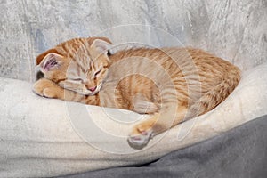 Cute young orange domestic cat is sleeping sweetly on comfortable mattress