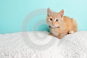 Cute Young Orange Tabby Cat Kitten Rescue Wearing Blue and White Poka Dotted Bow Tie Lying Down Looking to the Left
