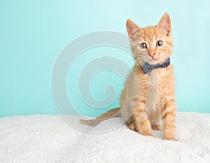 Cute Young Orange Tabby Cat Kitten Rescue Wearing Blue and White Poka Dotted Bow Tie Sitting Looking to the Left