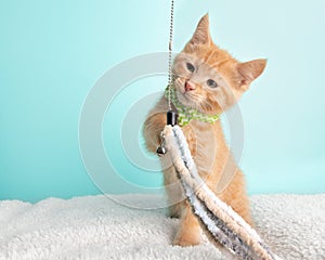 Cute Young Orange Tabby Cat Kitten Rescue Wearing Green and White Striped Bow Tie Playing and Looking at Toy with String