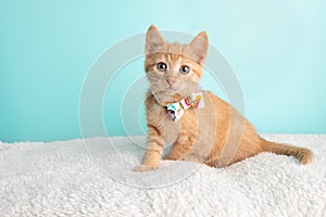 Cute Young Orange Tabby Cat Kitten Rescue Wearing White Flower Bow Tie Sitting Wide Eyed Looking to the Left
