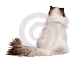 Cute young persian seal colourpoint cat photographed from behind