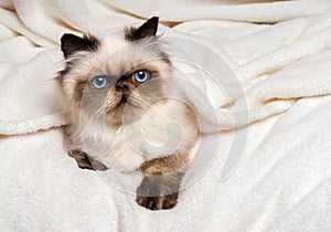 Cute young persian seal colourpoint kitten lying on a soft bed