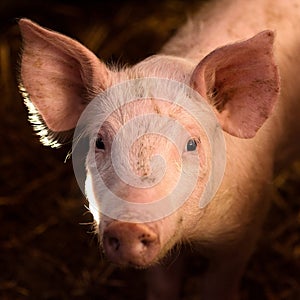 Cute young pig animal portrait