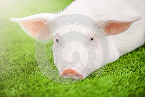 Cute young pig is lying on the green grass.