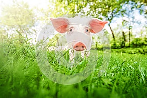 Cute young pig is lying on the green grass in the yard in the garden