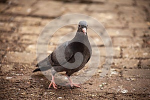 Cute young pigeon looks funny and friendly, friends and city spring 2023