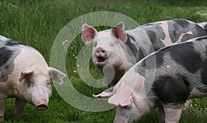 Cute young pigs graze together on meadow photo