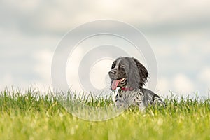Cute Young proud english springer spaniel dog is lying in the grass in a green meadow
