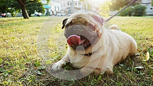 Cute young pug dog lies on the grass in the city park at the evening sunset